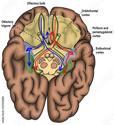 The olfacfory nerves and their pathway of olfactory function.