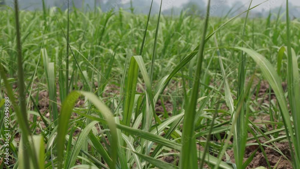Small Sugarcane stalks grow at big field. Close up of small sugarcane swaying in the wind. Sugarcane saplings in planting fields. Small Sugarcane stalks grow at big field. Close up of small sugarcane swaying in the wind. Sugarcane saplings in planting fields.