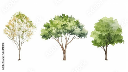 Vector watercolor of tree side view isolated 4 on white background for landscape 