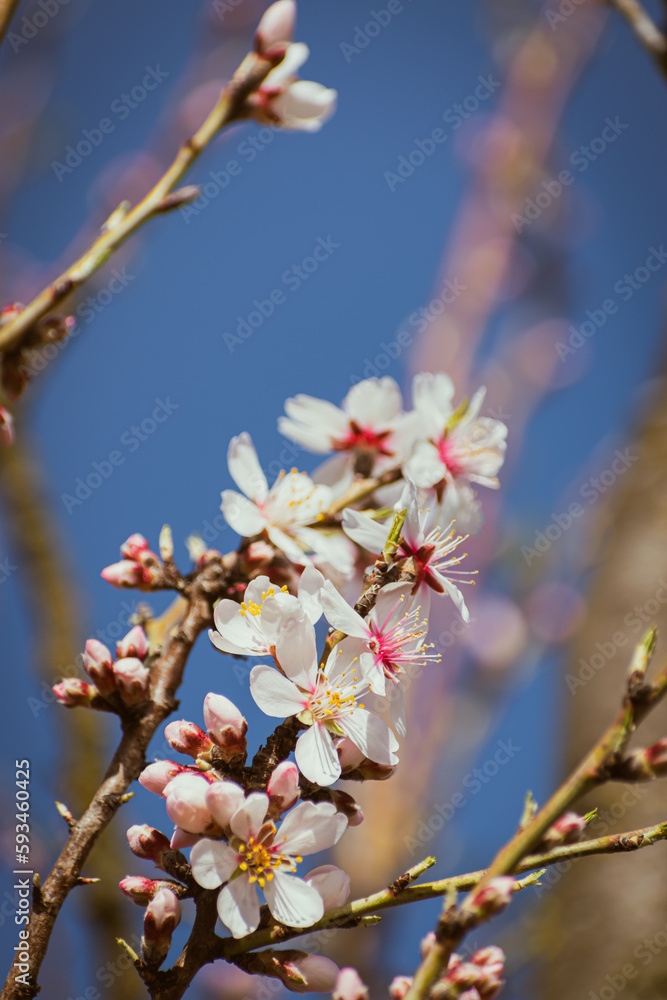 Almond tree branches full of white blossoms against the blue sky is spring Almond tree branches full of white blossoms against the blue sky is spring