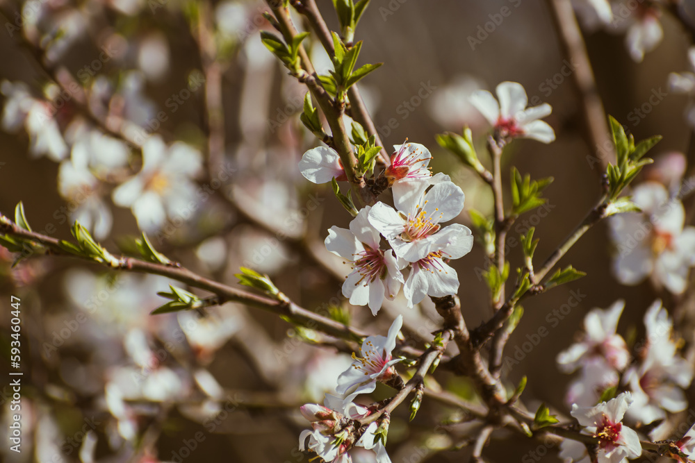 Obraz premium Almond tree branches full of white blossoms in spring