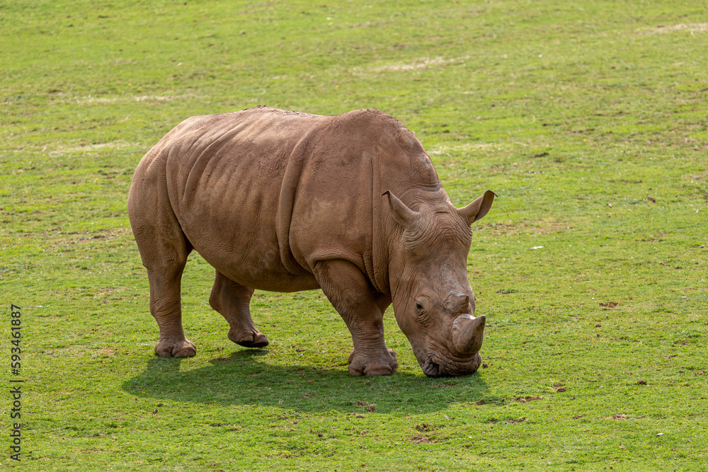 White rhinoceros grazing in the grassland. Ceratotherium simum. Cabárceno Nature Park, Cantabria, Spain. White rhinoceros grazing in the grassland. Ceratotherium simum. Cabárceno Nature Park, Cantabria, Spain.