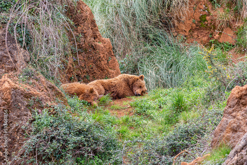 Brown bears sleeping on the mountain among the vegetation. Ursus arctos. Cabárceno Nature Park, Cantabria, Spain.