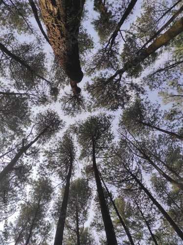 Obraz na plátně Pine Tree Tropism Pattern Sky
