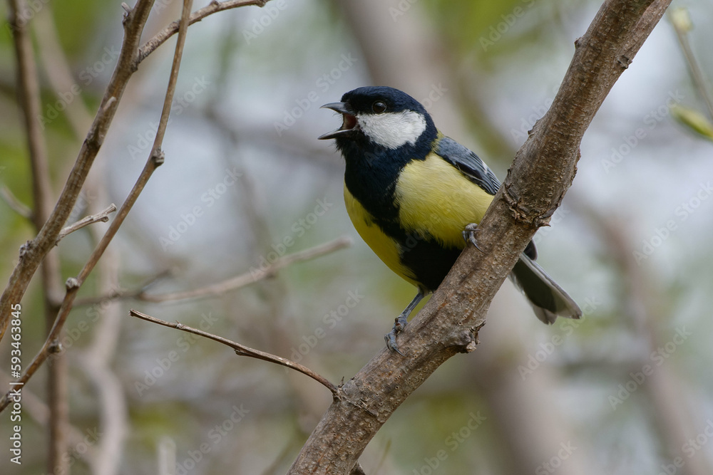 Great Tit (Parus major) singing on a branch Great Tit (Parus major) singing on a branch