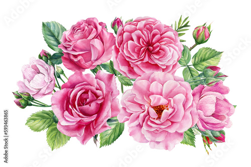 set pink rose  beautiful flower on an isolated white background  watercolor illustration  botanical painting