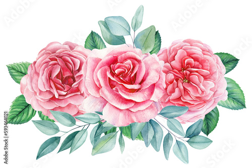 rose and eucalyptus, beautiful flower on an isolated white background, watercolor illustration, botanical painting