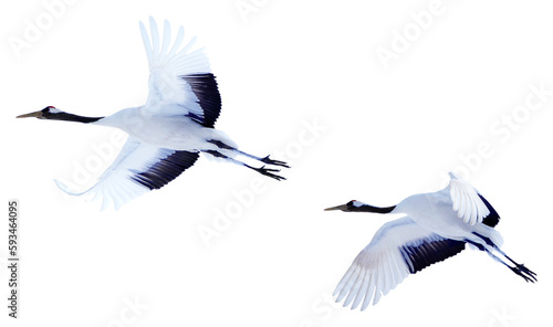 Foto Two red-crowned cranes spread their wings and soar in the sky
