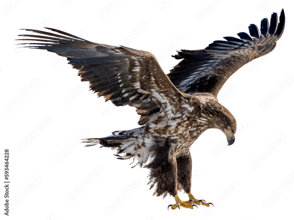 Obraz premium A white-tailed eagle spreads its wings and prepares to land on the snow. Photos of isolated birds in Hokkaido, Japan
