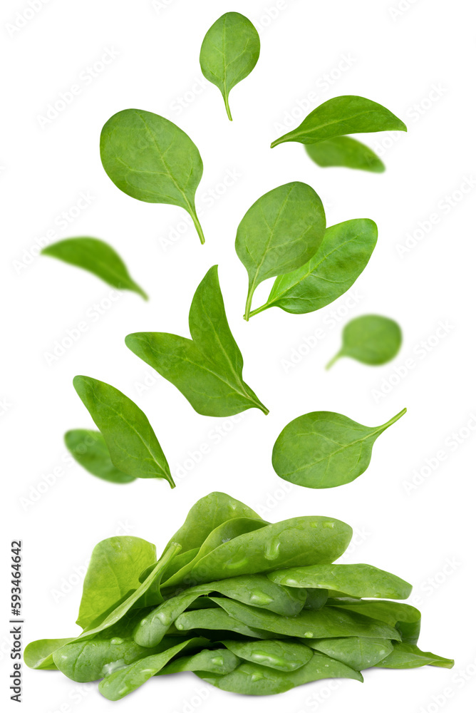 Levitation of spinach leaves isolated on a transparent background. Levitation of spinach leaves isolated on a transparent background.