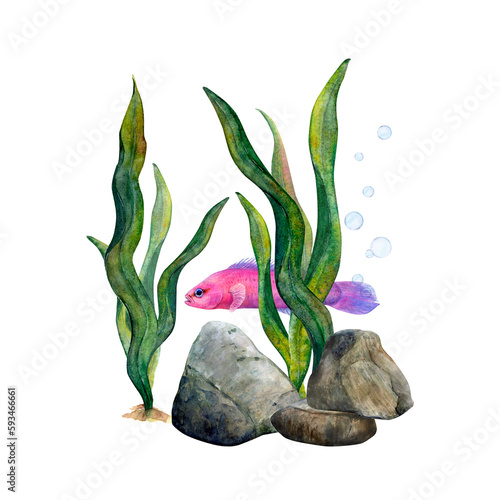 Watercolor drawing of dark-green algae, bottom stones, air bubbles and Fridman fish on white background. Underwater picture for illustration, stickers, logo, textile printing photo