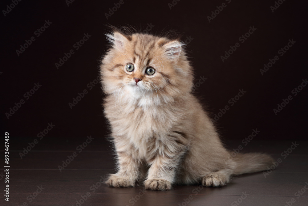Small fluffy kitten on a brown background. Cute british kitten