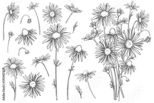 Chamomile flowers set. Vector linear illustration isolated on white background. Line art, engraving style. Medicinal plant, ingredient in herbal tea and natural cosmetics.