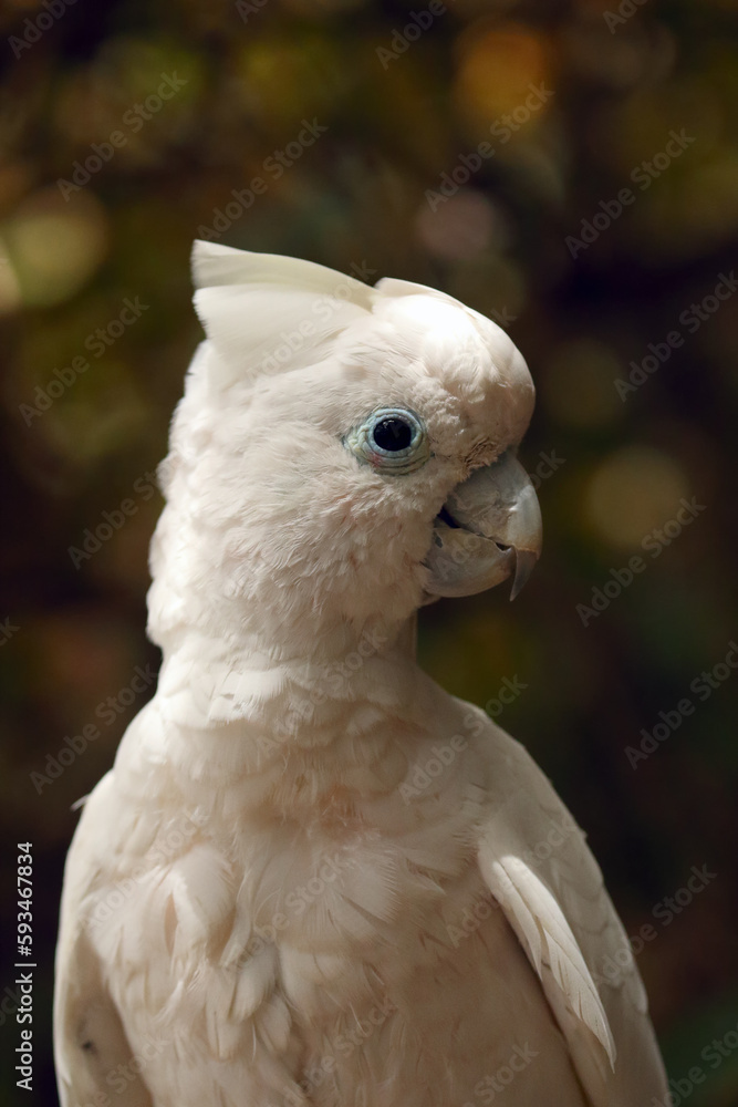 Solomons cockatoo (Cacatua ducorpsii), also known as the Ducorps's cockatoo, Solomons corella or broad-crested corella, portrait of a white parrot on a colored background. Solomons cockatoo (Cacatua ducorpsii), also known as the Ducorps's cockatoo, Solomons corella or broad-crested corella, portrait of a white parrot on a colored background.