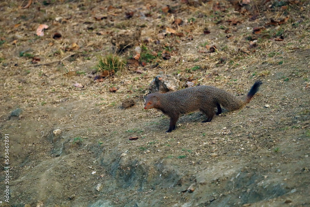 The Indian grey mongoose (Urva edwardsii) on the dirt near a watering hole in the dry season. The Indian grey mongoose (Urva edwardsii) on the dirt near a watering hole in the dry season.