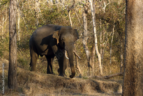 Konstfotografi The Indian elephant (Elephas maximus indicus), a large tusker in the dry Indian jungle