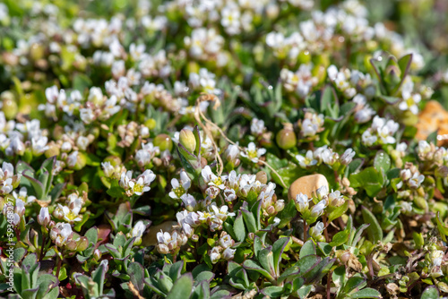 Close up of scurvygrass (cochlearia officinalis) flowers in bloom photo