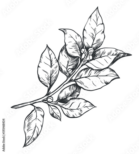 Laurel on a white background in retro style. A popular seasoning in Italian, Greek and Provencal cuisine. Branch in engraving style. Spices botanical vector illustration.