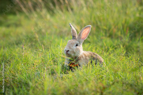 Little cute rabbit sitting on the grass. Bunny on green background.   © Nabodin