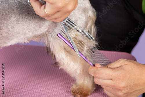 professional groomer cuts long-haried dog paws, animal foot care cuting fur