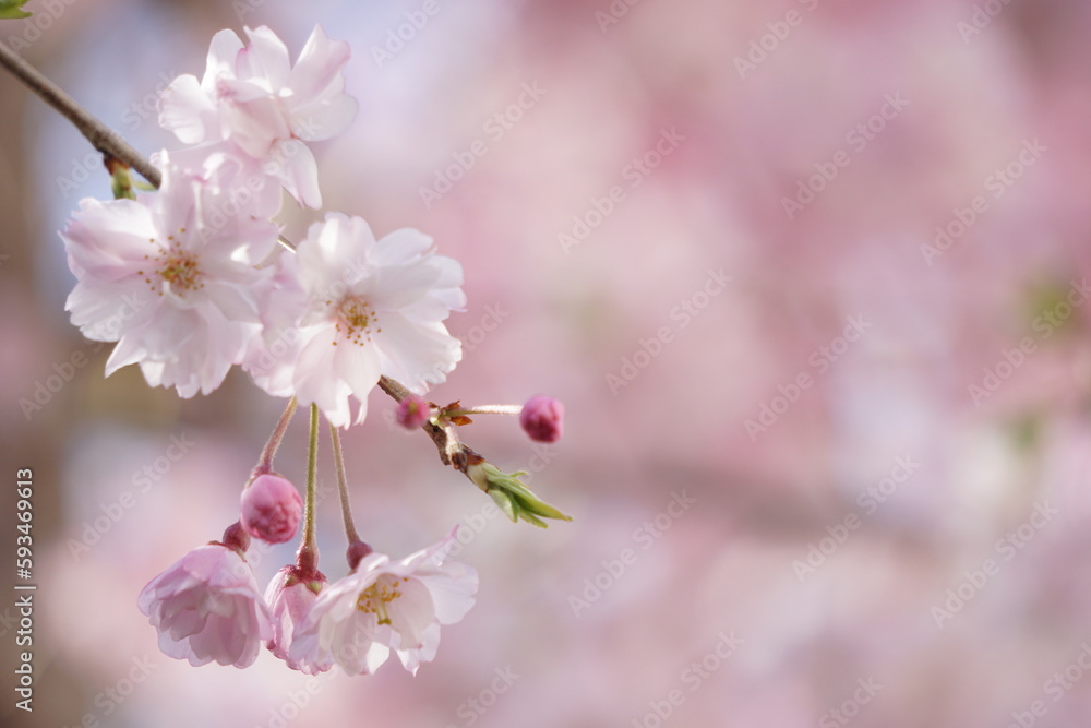 桜