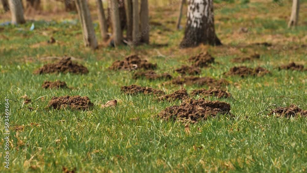 The mole pushed off the ground and made piles of ground The mole pushed off the ground and made piles of ground