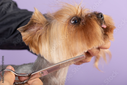 Changing hairdo. Yorkshire terrier stands still while its lower muzzle hair is being cut.