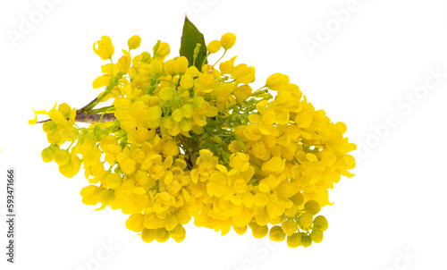 Mahonia flowers isolated