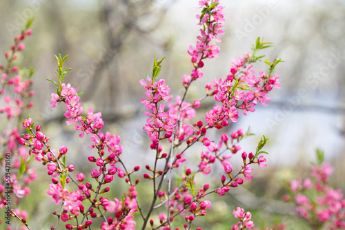decorative almond blooming in spring
