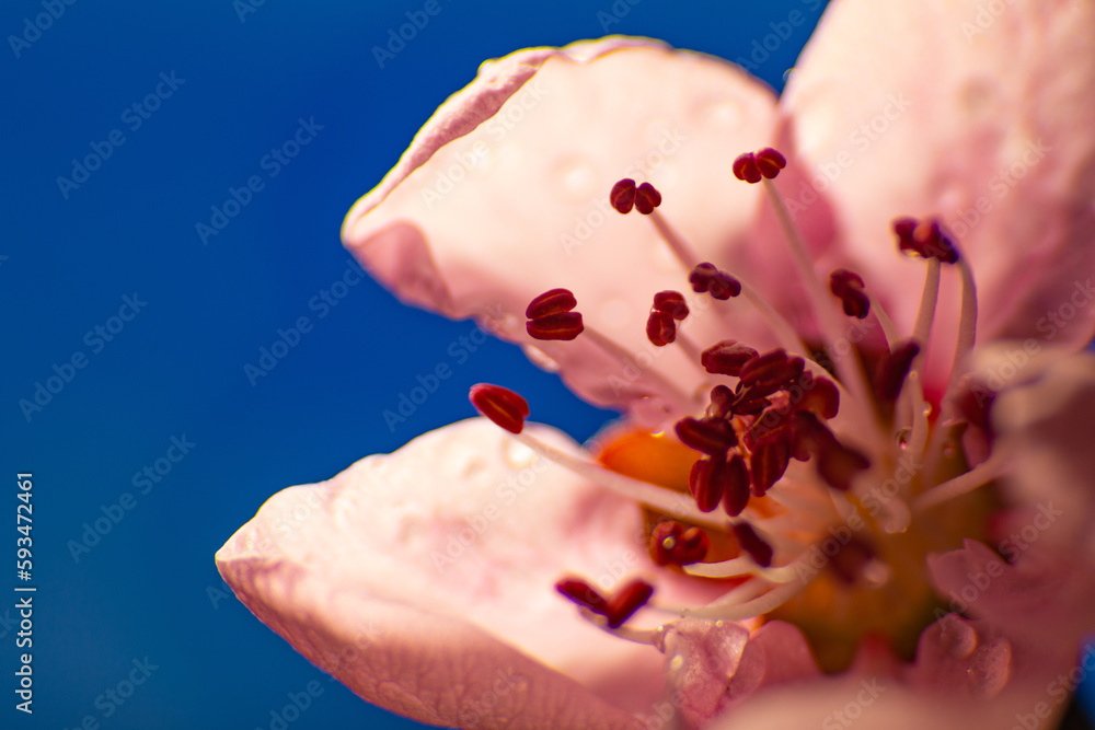 Pink peach flowers. Close-up photography. Macro-shot. Pink peach flowers. Close-up photography. Macro-shot.