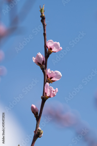 sakura flowers blooming in spring