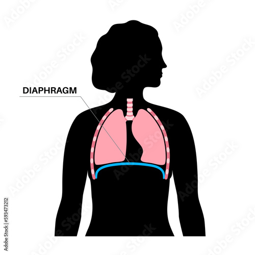 Diaphragm anatomical poster
