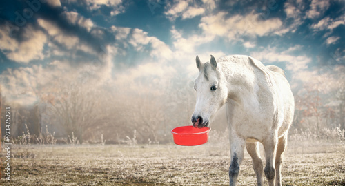 White horse holding red feed bucket in mouth , outdoor