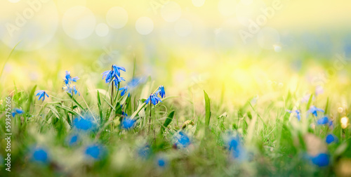 Fototapeta Naklejka Na Ścianę i Meble -  Sunny summer nature background with blue flowers in grass with sunlight and bokeh. Outdoor nature