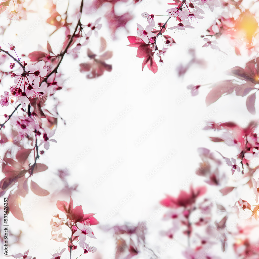 Beautiful floral frame of pink cherry blossom with sunlight and petal bokeh at white background