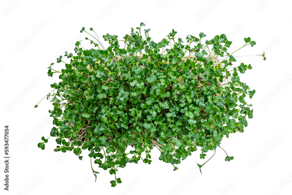 Fototapeta premium Container with micro greens. Health, vitamins and natural products. Isolated on white background. Top view.