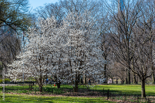 Spring in the Manhattan Central Park