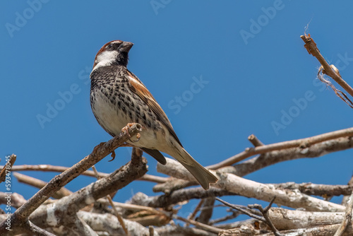 Spanish sparrow sitting on the edge of the stork nest