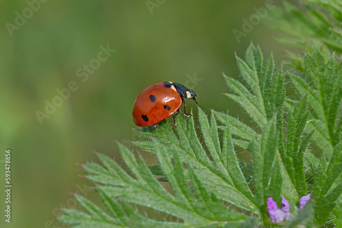 ladybug crawling by the edge of green leaf © romantiche