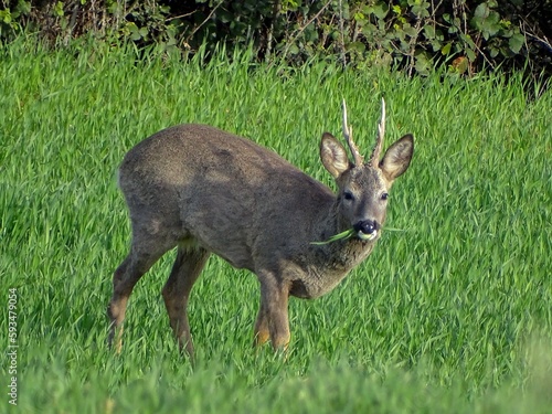 roe deer eating green grass