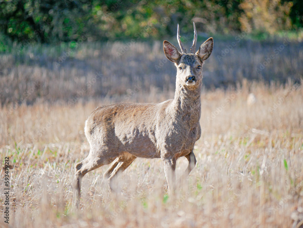 roe deer with a threatening expression roe deer with a threatening expression