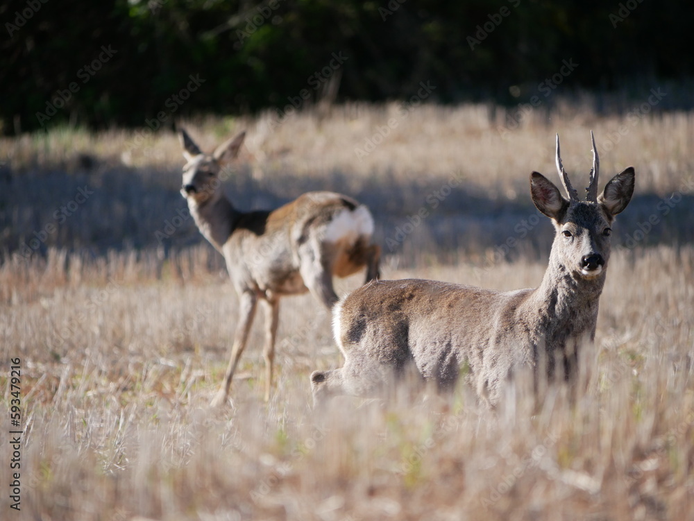 roe deer couple in the free field roe deer couple in the free field