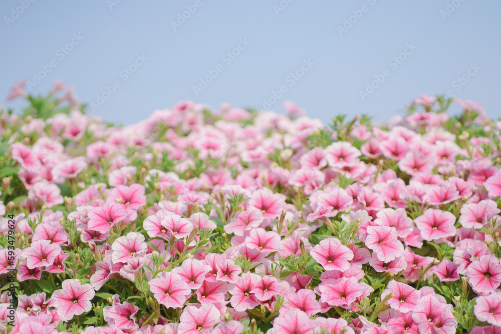 Summer blossoming pink flowers background with blue sky , pastel and soft bouquet floral backdrop