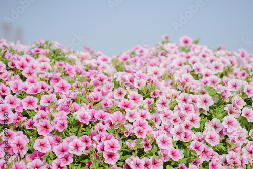 Summer blossoming pink flowers background with blue sky , pastel and soft bouquet floral backdrop