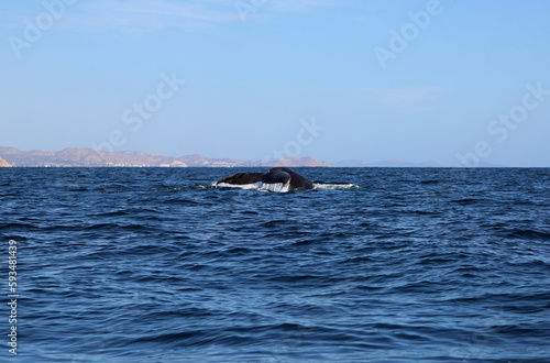 Whale's tail - Mexico © jerzy