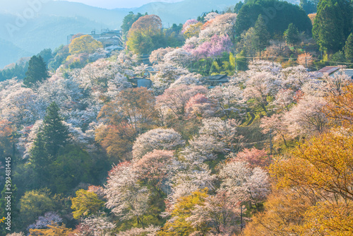 奈良県 吉野山 下千本の桜