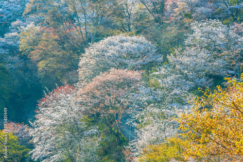 奈良県 吉野山 下千本の桜