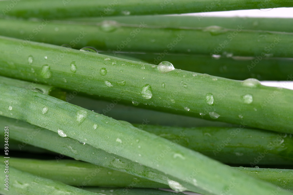 Close-up of green onions in water drops. Close-up of green onions in water drops.