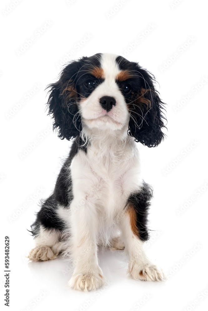 puppy cavalier king charles