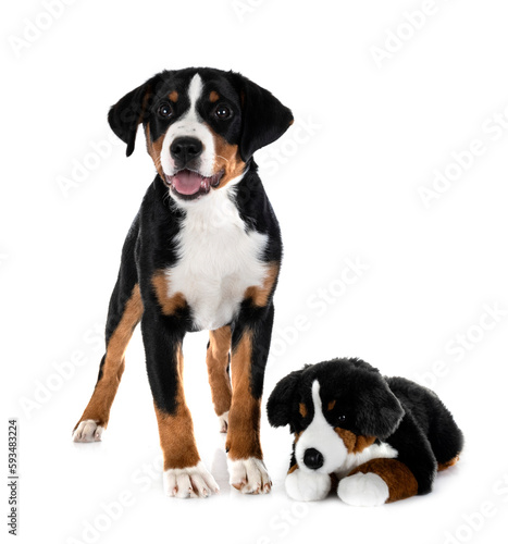 puppy Appenzeller Sennenhund